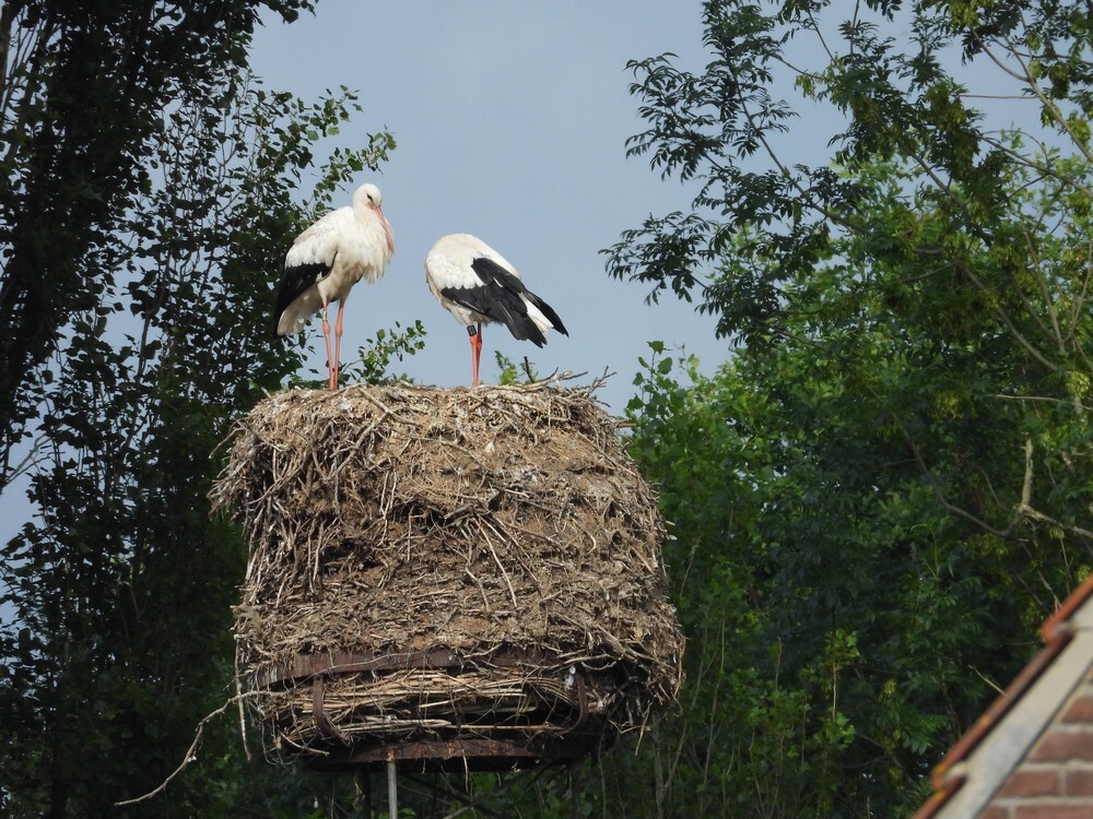 ooievaarsnest819x1e966voorsterklei926062022