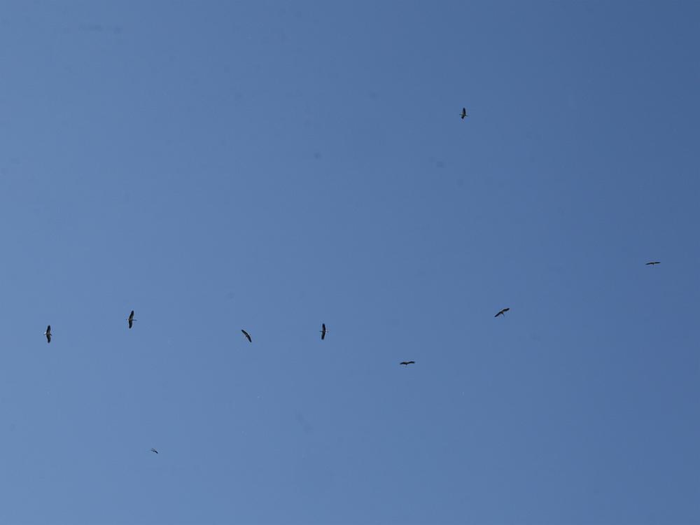 ooievaarszouweboezemgebied29042026