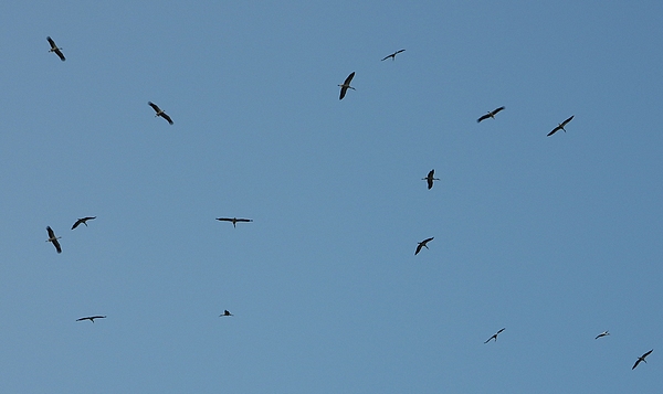 ooievaarsRidderslagbeesd19082010 2