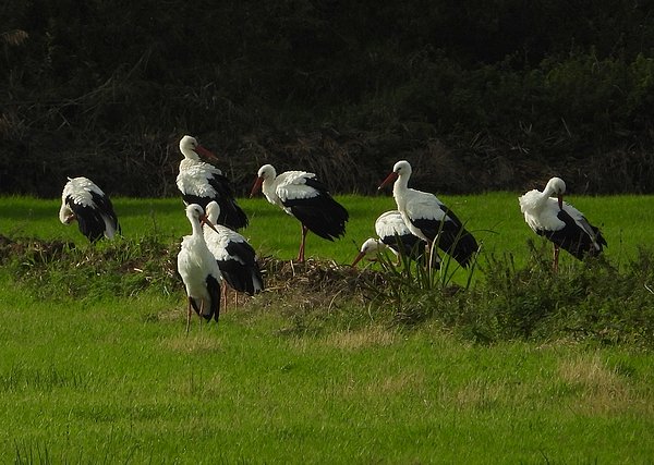 ooievaarsa2culemborg24102019