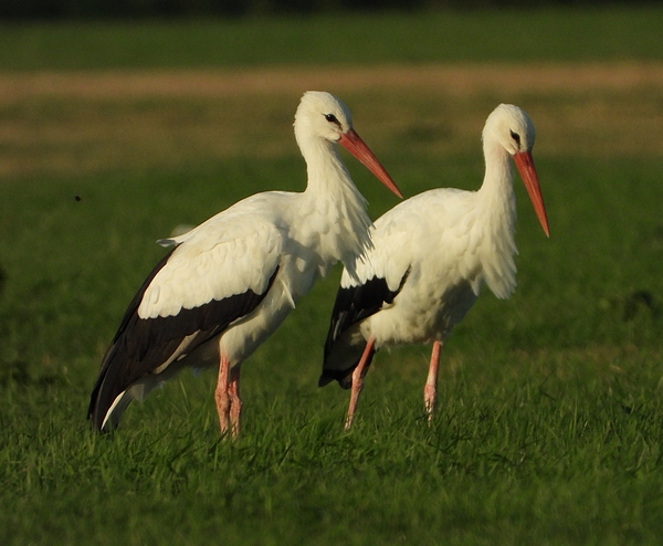 ooievaarsherwijnen22092019