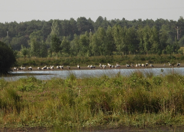 ooievaarshuisterheidedemoer07082019 1