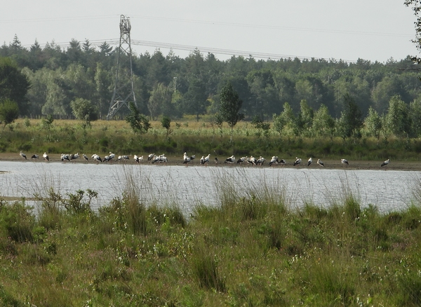 ooievaarshuisterheidedemoer07082019 3