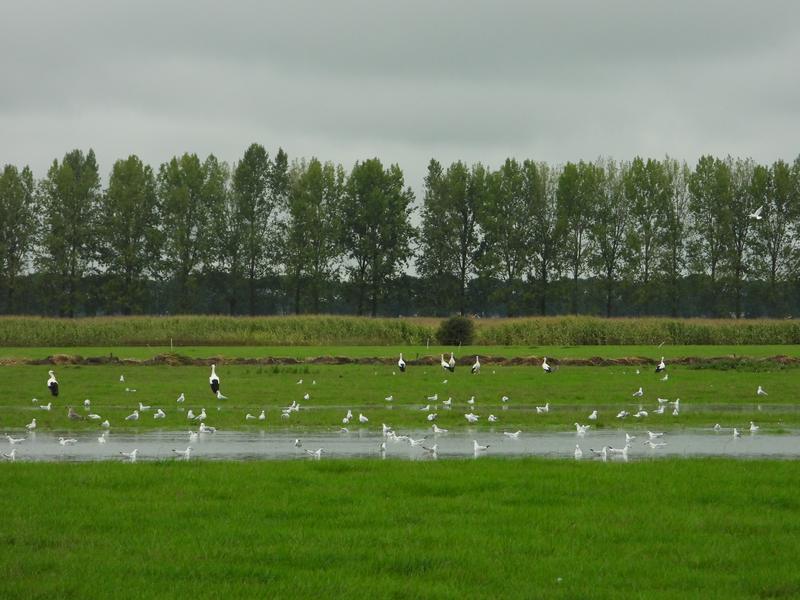 ooievaarslaarwegherwijnen16092019 1