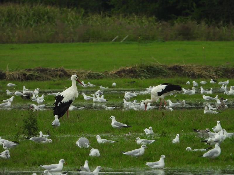 ooievaarslaarwegherwijnen16092019 3
