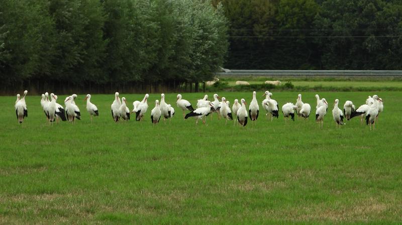 ooievaarslaarwegherwijnen18092019 2