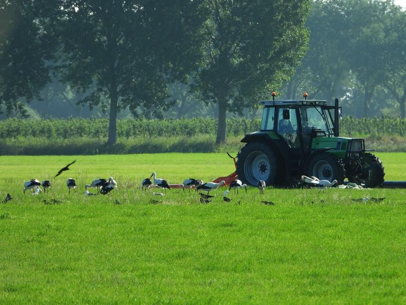 ooievaarslageveldherwijnen29052020 2