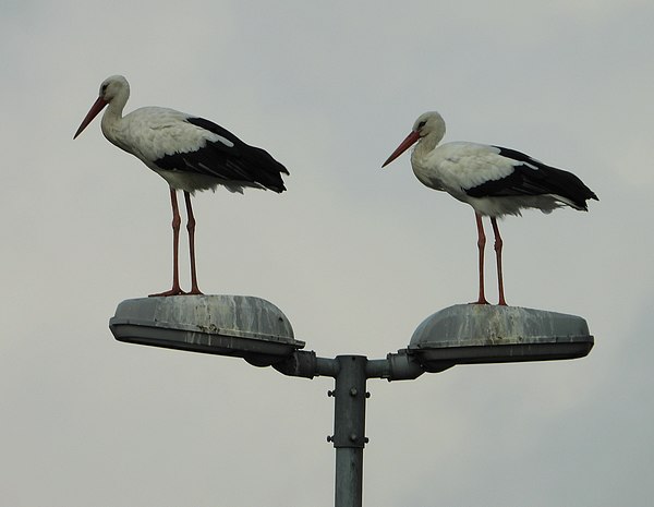 ooievaarslantaarnpalena2diefdijkwardenburg22092019 2