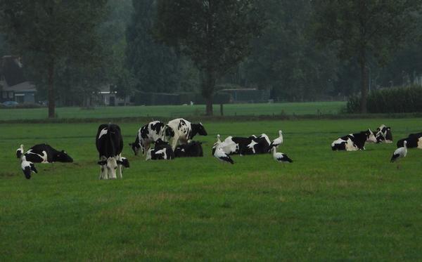 ooievaarsmariënwaardbeesd08092019 2