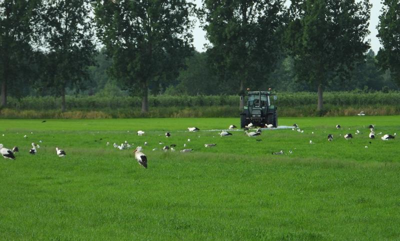 ooievaarsoponderwatergezetgraslandlageveldherwijnen28052020 1