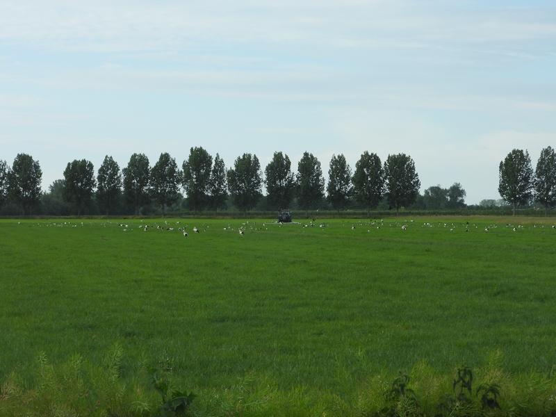 ooievaarsoponderwatergezetgraslandlageveldherwijnen28052020