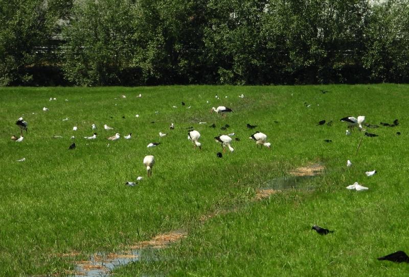 ooievaarspolderdenbeemdhoogblokland27052020 1
