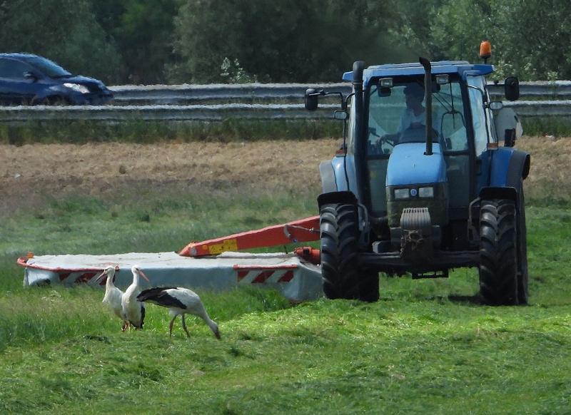 ooievaarspolderdenbeemdhoogblokland27052020 2