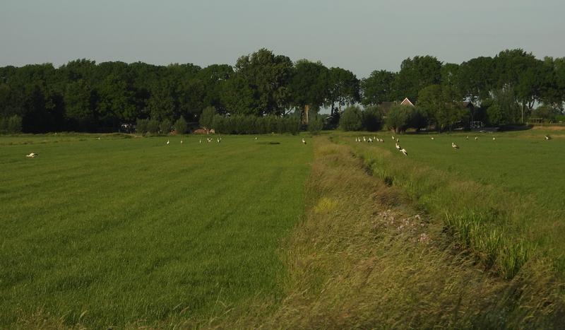 ooievaarspolderdenbeemdhoogblokland27052020 3