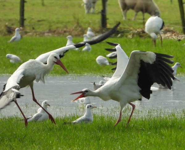 ooievaarsveldmuizenplaagvijfhoevenherwijnen03102019 6