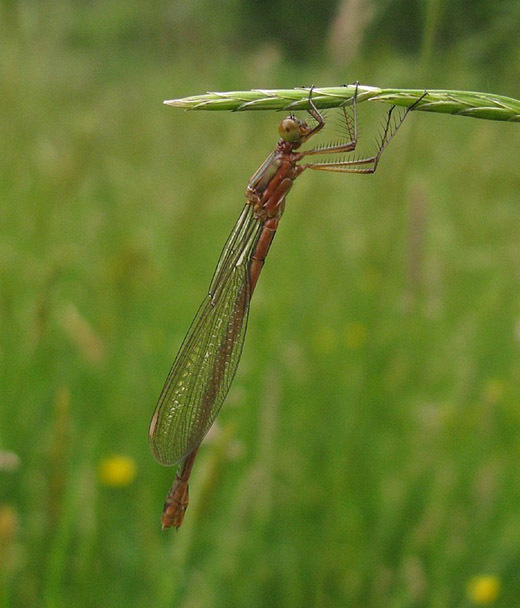gewonepantserjuffernatuurlijkbrabant28052009