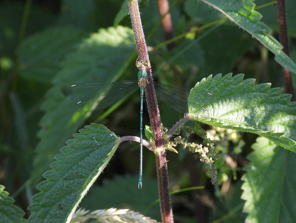 houtpantserjuffermanbotanischetuinenutrecht26062024