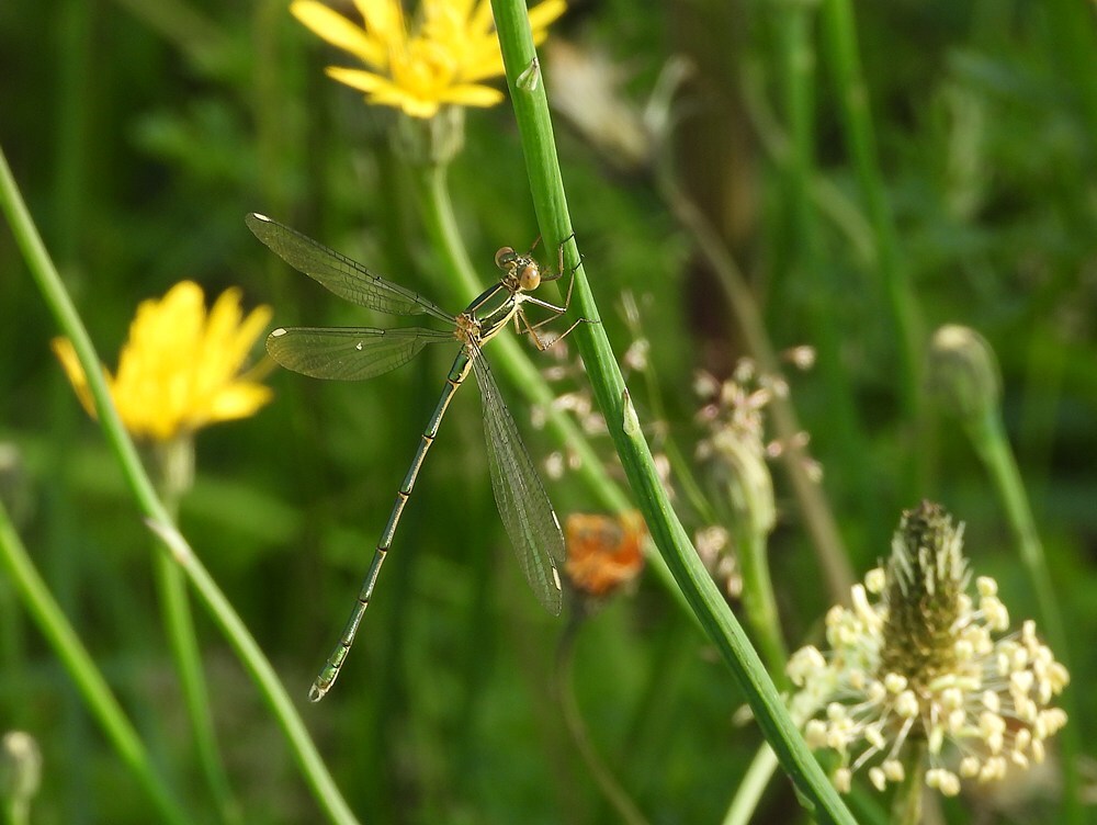 houtpantserjuffermanlaagravenseplas14062025