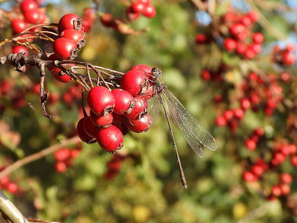 houtpantserjuffermanopmeidoornbessenzouweboezem10102015 2