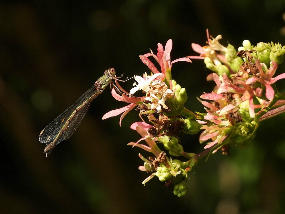 houtpantserjufferopzevenzonenboominsectenweidebotanischetuinenutrecht15092024
