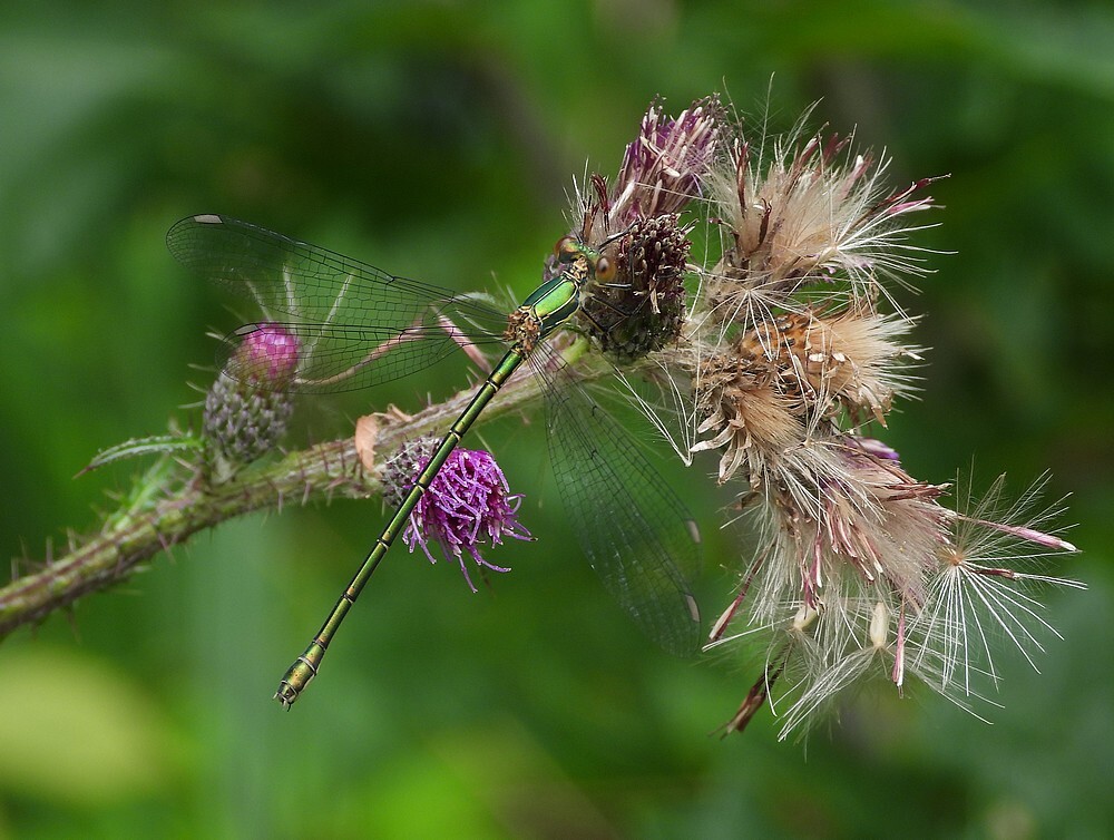 houtpantserjufferbuitenfortbotanischetuinenutrecht25072024