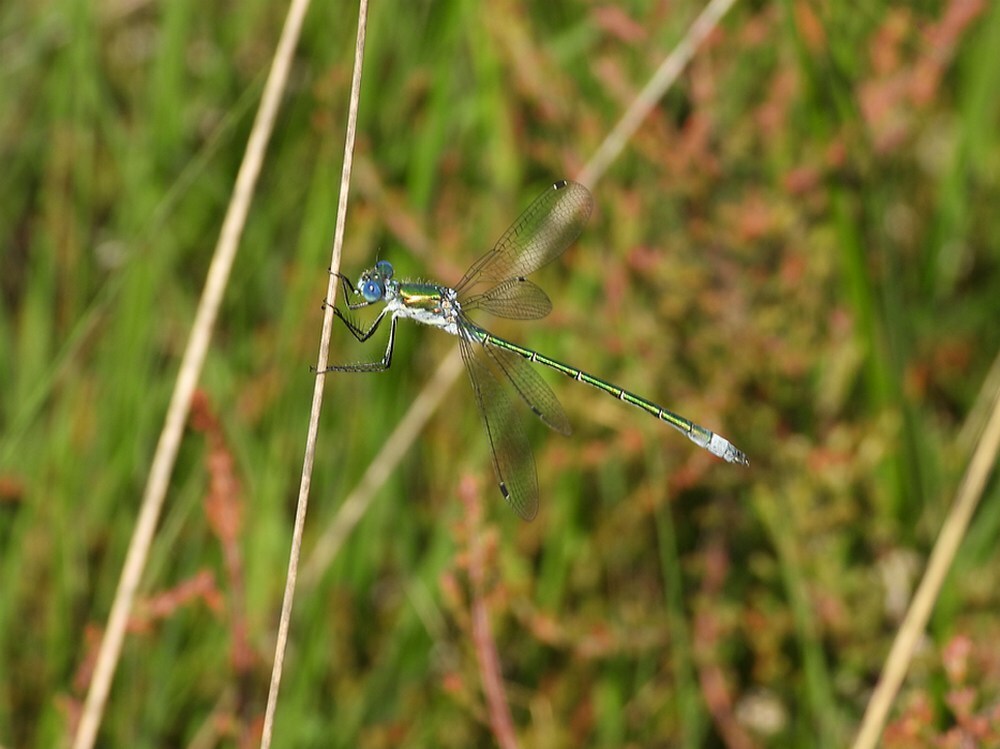 tangpantserjuffermanleersumseveld17062025