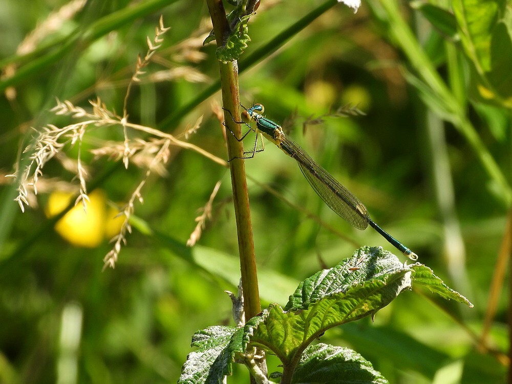 tengerepantserjuffermanontdektuinbotanischetuinenutrecht25062024 3
