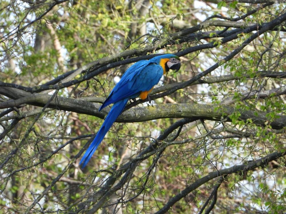 blauwgelearawaardenburg1204222 1