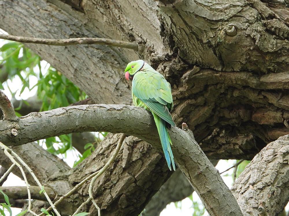 halsbandparkietdriemond16052022 2