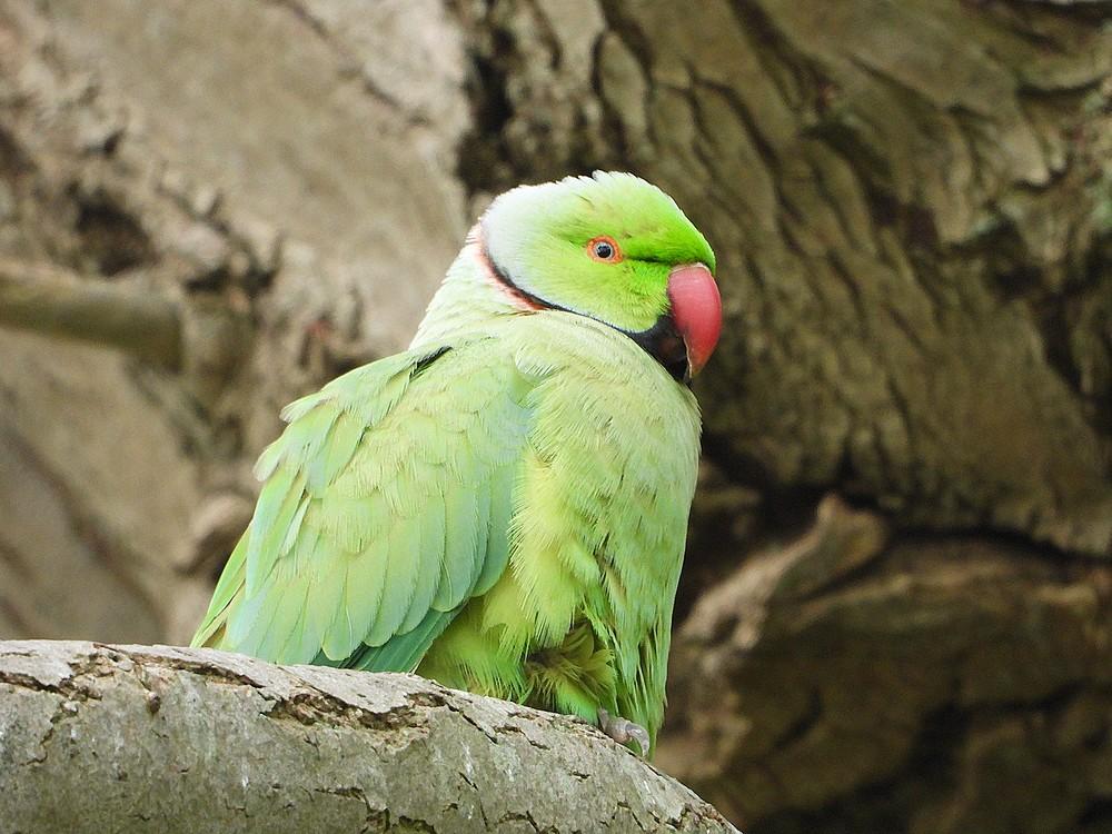 halsbandparkietdriemond16052022 5