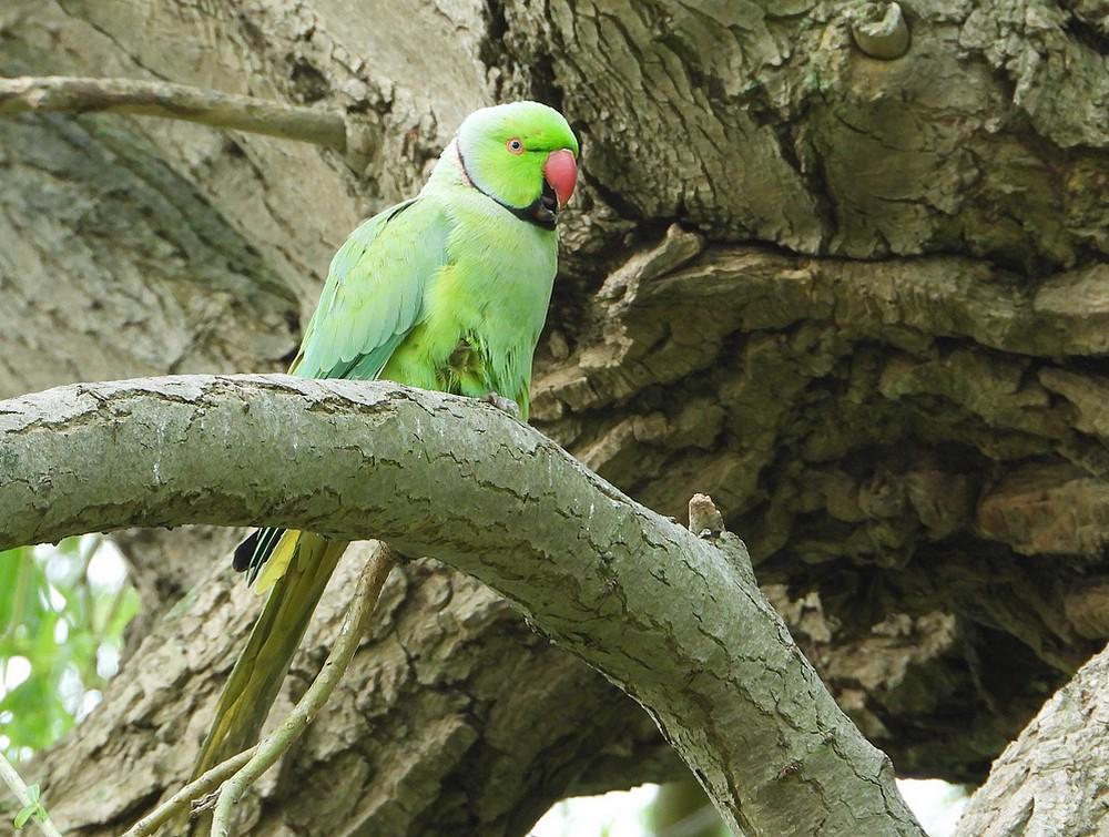 halsbandparkietdriemond16052022 6