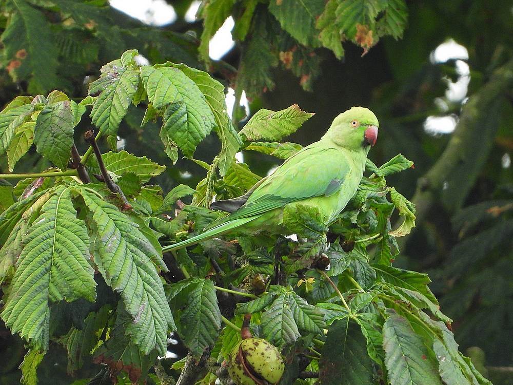 halsbandparkietopkastanjeslotzuylen24092020