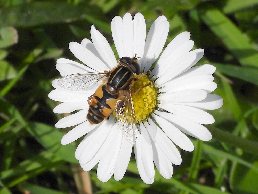 gewonependelvliegmanopmadeliefjeinsectenweidebotanischetuinenutrecht25032024