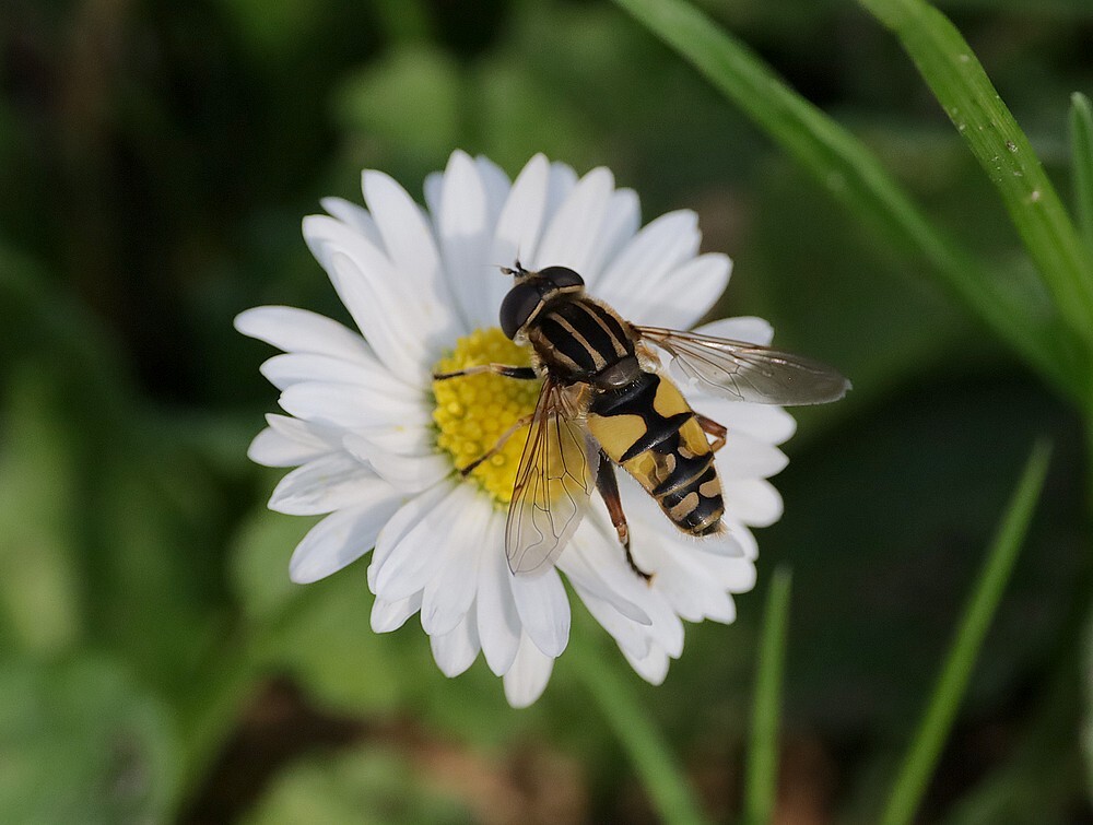 gewonependelvlliegvrouwopmadeliefjebotanischetuinen10102023