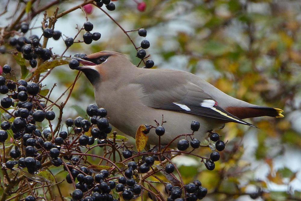 pestvogel1ewinterinligusterijmuiden05112016