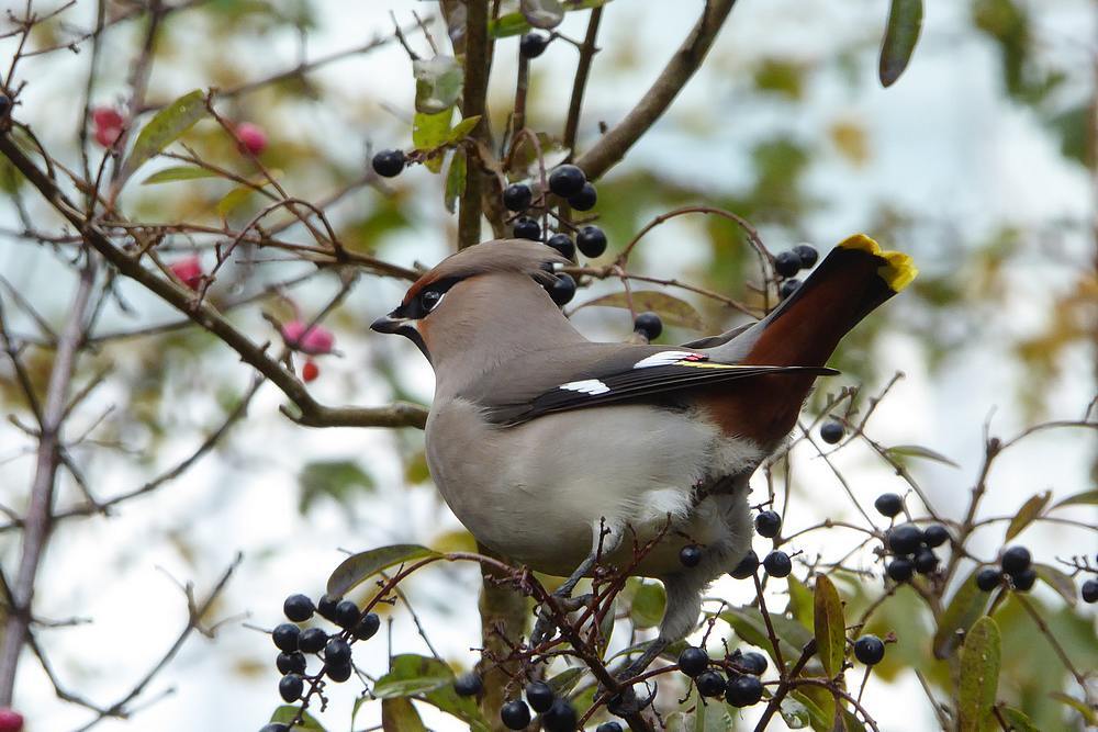 pestvogel1ewinterinligusterijmuiden06112016