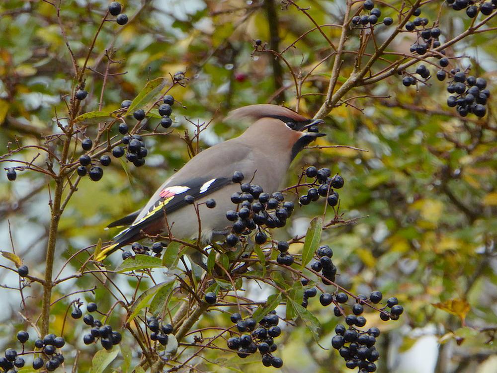 pestvogelleiderdorpijmuidem05em06112016 3
