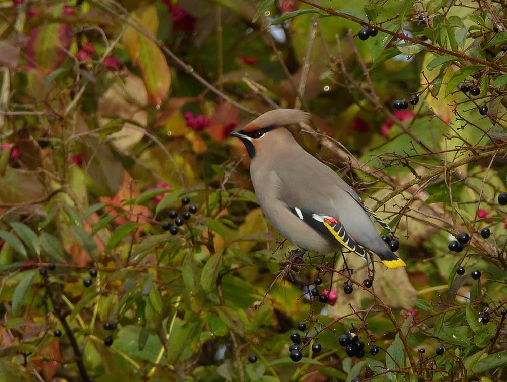 pestvogeladultemaninligusterijmuiden06112016 2