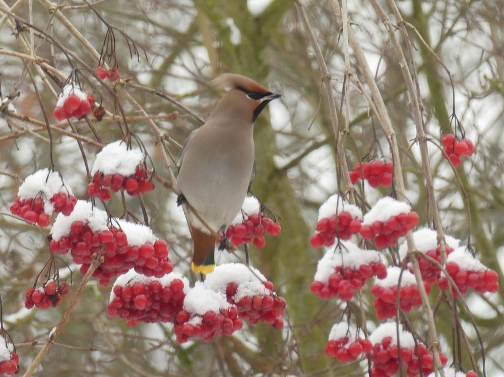 pestvogelingelderseroosdebilt11022017 1
