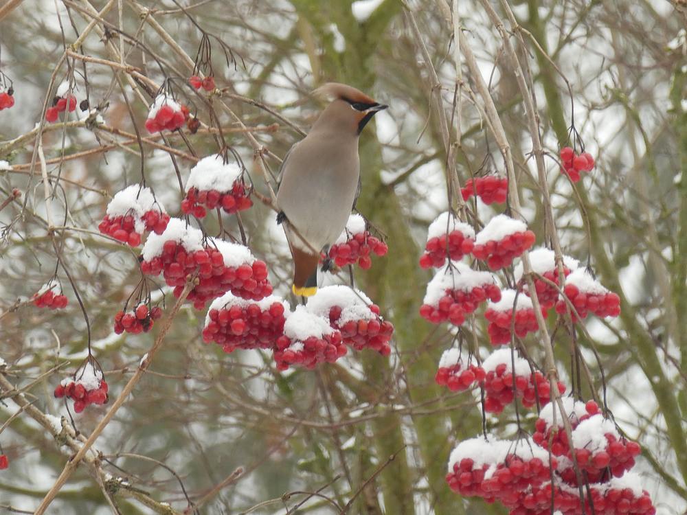 pestvogelingelderseroosdebilt11022017 3