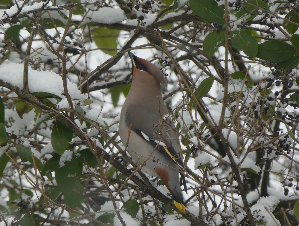 pestvogelinligusterdebilt11022017