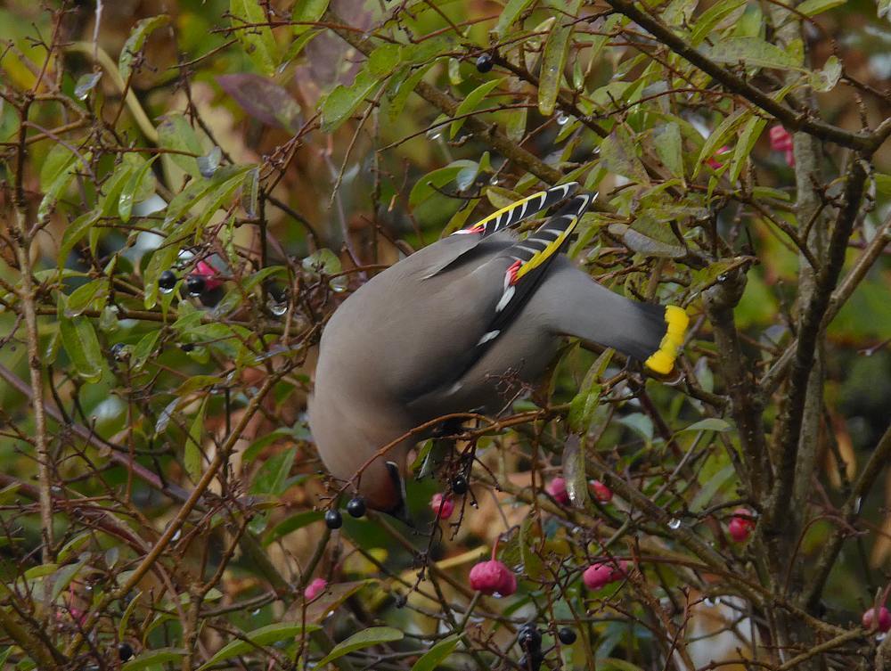 pestvogelinligusterijmuiden0606112016 1