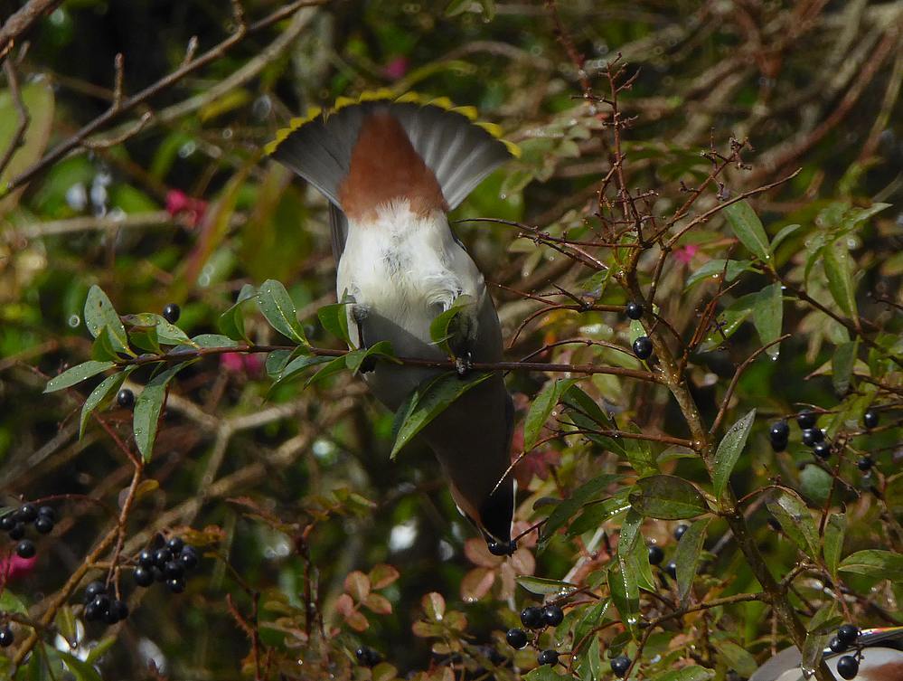 pestvogelijmuiden06112016 5