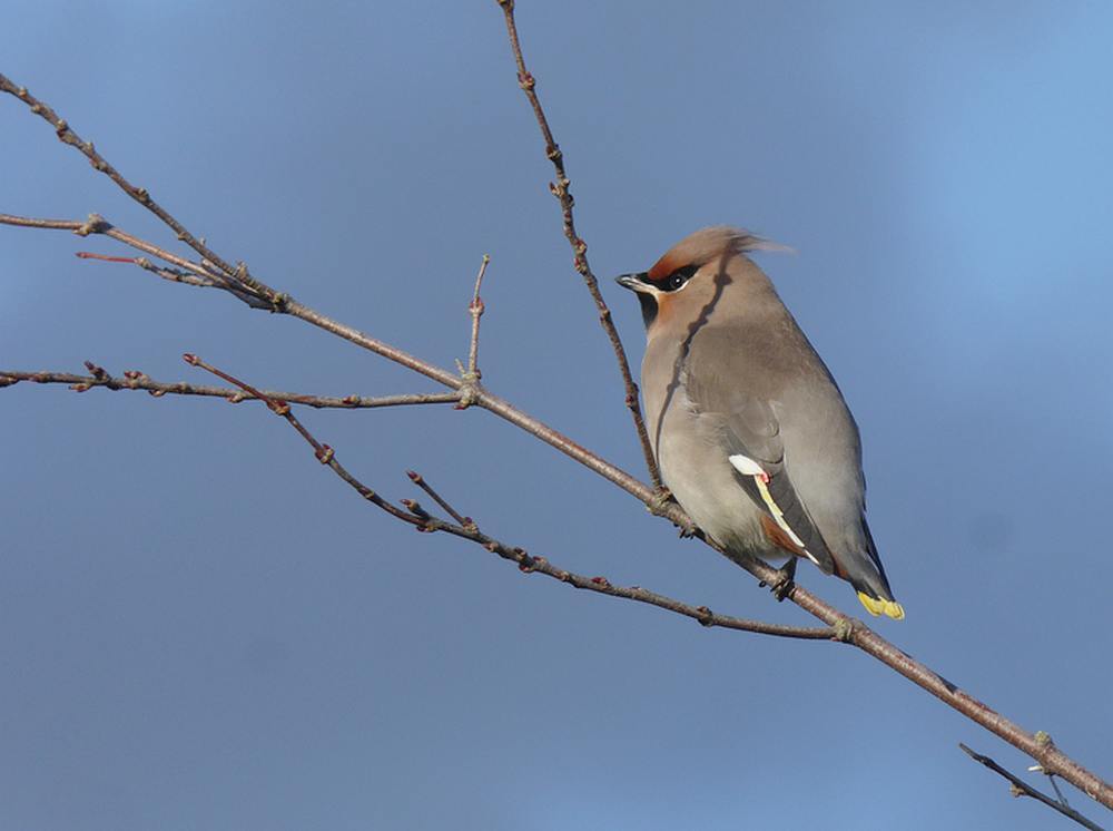 pestvogelleiderdorp05112016 1