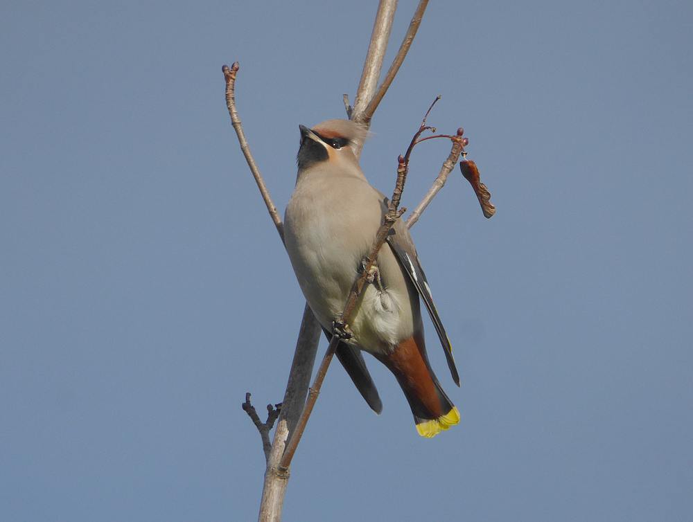 pestvogelleiderdorp05112016 2
