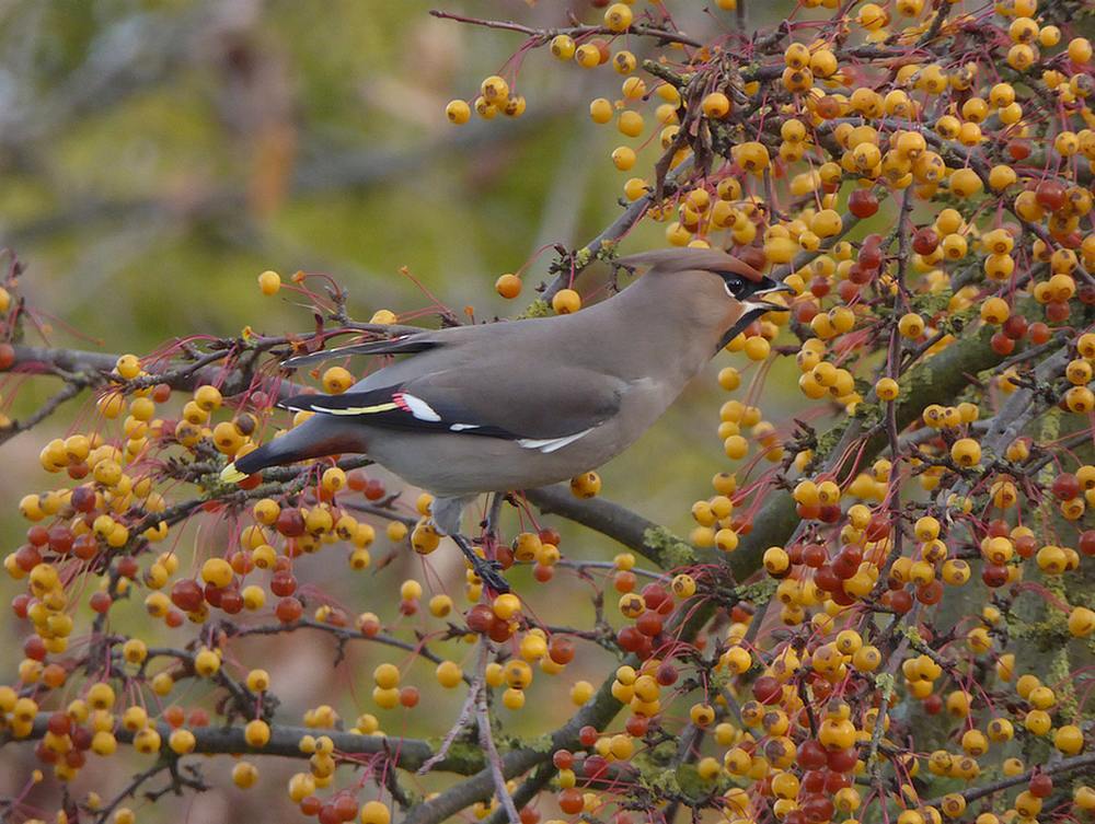 pestvogelnijverdal19112016 1
