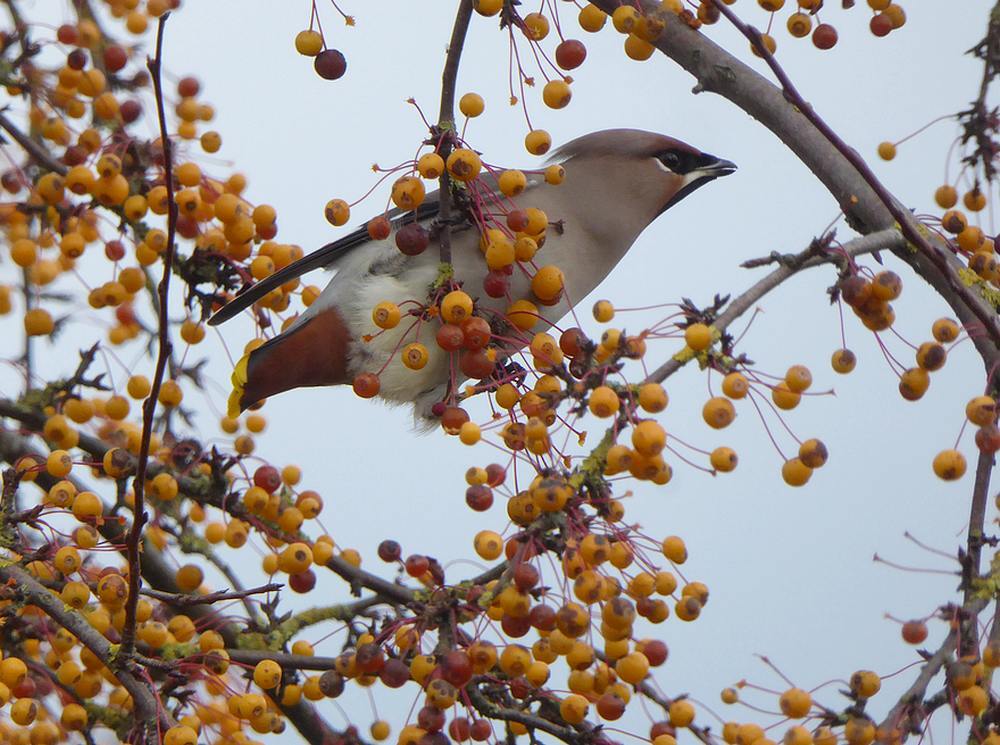 pestvogelnijverdal19112016 10