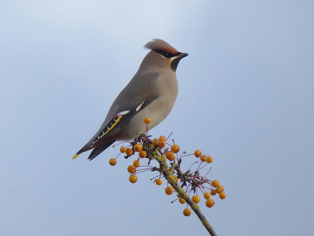 pestvogelnijverdal19112016 11