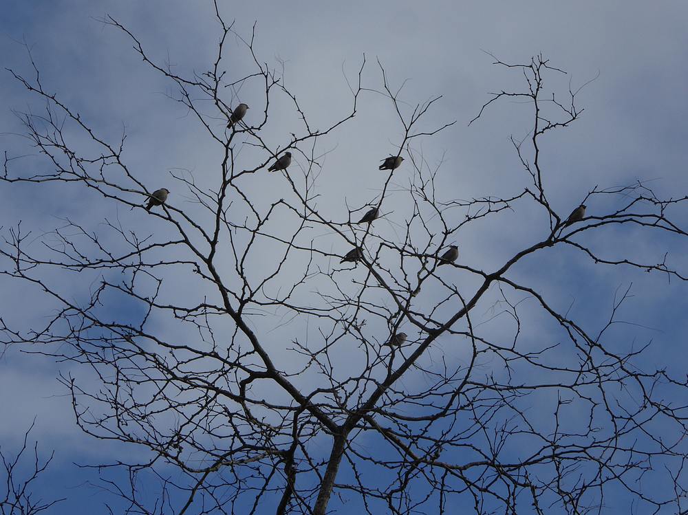 pestvogelnijverdal19112016 2