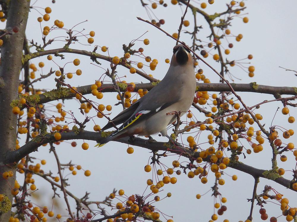 pestvogelnijverdal19112016 3